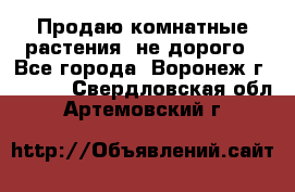 Продаю комнатные растения  не дорого - Все города, Воронеж г.  »    . Свердловская обл.,Артемовский г.